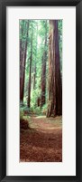 Redwood Trees, St Park Humbolt, CO Fine Art Print