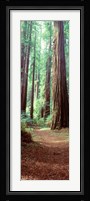 Redwood Trees, St Park Humbolt, CO Fine Art Print