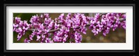 Redbud Tree Blossoms Fine Art Print