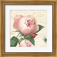 Roses in Paris V Fine Art Print