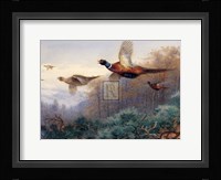 Pheasants in Flight (LE) Fine Art Print