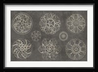 Rosette IX Gray Fine Art Print