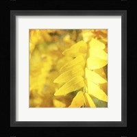 Autumn Photography III Framed Print