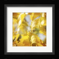 Autumn Photography V Framed Print