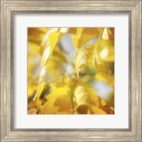 Autumn Photography V Fine Art Print