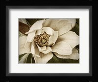 Classic Magnolia I Fine Art Print