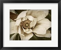 Classic Magnolia I Framed Print