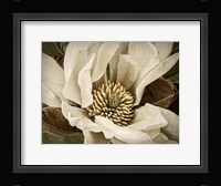 Classic Magnolia II Fine Art Print
