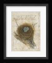 Nest - Blackbird Framed Print