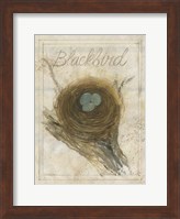 Nest - Blackbird Fine Art Print