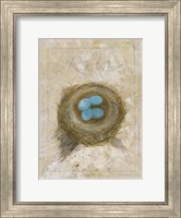 Nest - Robin Fine Art Print