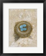 Nest - Robin Fine Art Print