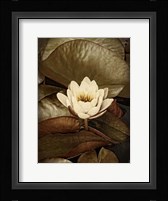 Lily Pad Single Framed Print