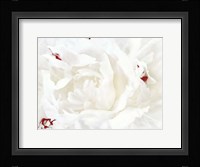 White Linen Peony I Framed Print