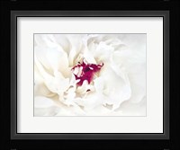 White Linen Peony II Framed Print