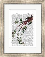 Passion Flower Bird Fine Art Print