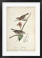 Delicate Bird and Botanical III Framed Print