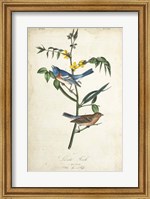 Delicate Bird and Botanical IV Fine Art Print