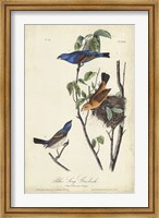 Blue Song Grosbeak Fine Art Print