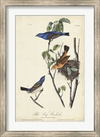 Blue Song Grosbeak Fine Art Print