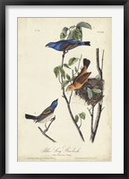Blue Song Grosbeak Framed Print