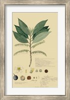 Tropical Descubes III Fine Art Print