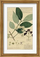 Descubes Foliage & Fruit I Fine Art Print