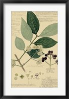 Descubes Foliage & Fruit I Fine Art Print
