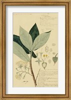 Descubes Foliage & Fruit III Fine Art Print