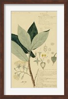 Descubes Foliage & Fruit III Fine Art Print