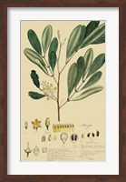 Descubes Foliage & Fruit IV Fine Art Print