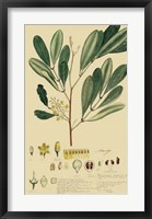 Descubes Foliage & Fruit IV Fine Art Print