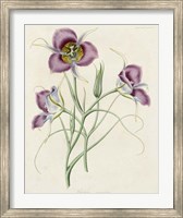 Lavender Blooms I Fine Art Print