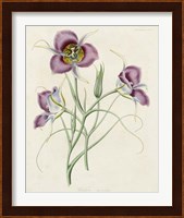 Lavender Blooms I Fine Art Print