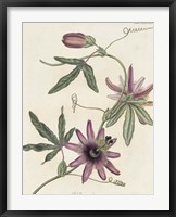 Lavender Blooms II Fine Art Print