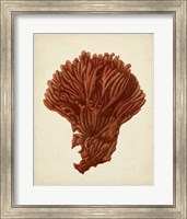 Antique Red Coral I Fine Art Print