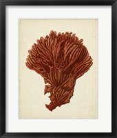 Antique Red Coral I Framed Print