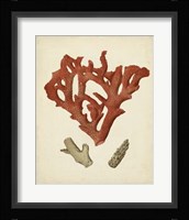 Antique Red Coral II Framed Print