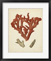 Antique Red Coral II Fine Art Print