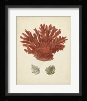 Antique Red Coral III Framed Print