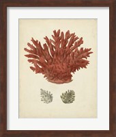 Antique Red Coral III Fine Art Print