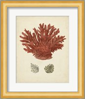 Antique Red Coral III Fine Art Print