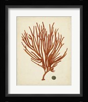 Antique Red Coral IV Framed Print