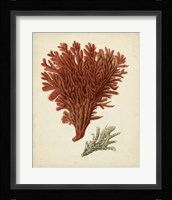 Antique Red Coral V Framed Print
