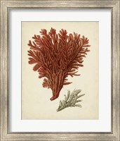 Antique Red Coral V Fine Art Print