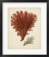 Antique Red Coral V Fine Art Print
