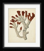 Antique Red Coral VI Framed Print