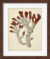 Antique Red Coral VI Fine Art Print