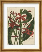 Botanical Study on Linen III Fine Art Print