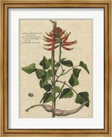 Botanical Study on Linen IV Fine Art Print